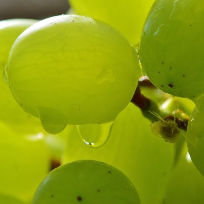 안녕하세요. 씨없청입니다. / 💚🍇 / #씨없청 / 팬아트는 해시태그 + 제 아이디 태그 부탁드립니다.
