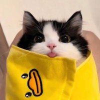 양도 (@ajsbehsja) 's Twitter Profile