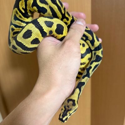 kanato___gaooo's profile picture. 徳島県で爬虫類飼育、ブリード楽しんでます🐍🦎