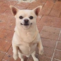 Chiqo✝️ (@calveen01) 's Twitter Profile