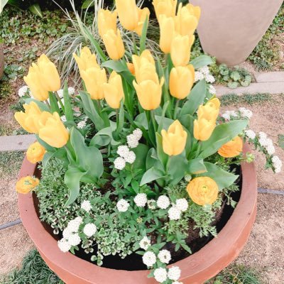 udon_kone1kone2's profile picture. のんびり 恋リアとマンガ　成人