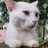 DsCAPTAIN23's profile picture. 