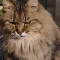 wqqqqerew's profile picture. 趣味は美容、筋トレ。