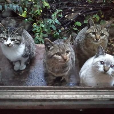 0_ubq's profile picture. 命の大切さは忘れない
＃保護猫
＃盲目猫
#てんかん猫