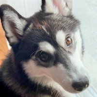 ルーナ🌙ハスキー (@runa_husky) Twitter profile photo