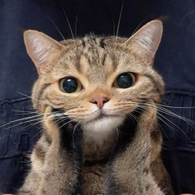 z9zXaH5dRu7oyVo's profile picture. 謝罪してくれた人の動画は、削除します。 ただ 謝罪しても 反省してる感じがなければ そのまま投稿します。