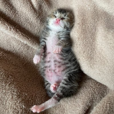 makun_and_cats's profile picture. 2025/05/14にお迎えした赤ちゃん猫まーくんの成長記録をメインに、先輩猫(黒猫のぽん爺 白茶のきーちゃん キジトラのすーさん 白黒のちまくん グレーのびびくん)も時々登場。のんびり、ほっこり、猫たちとの日々を呟いています