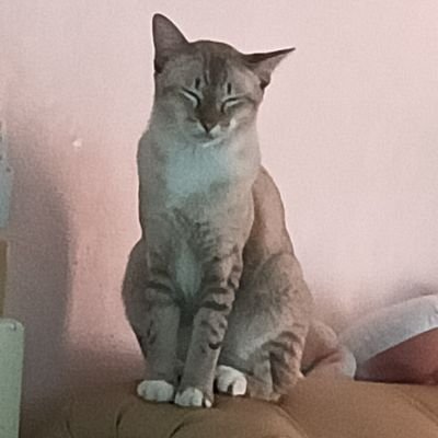 แพรแพร่แพร้แพร๊แพร๋さんのプロフィール画像