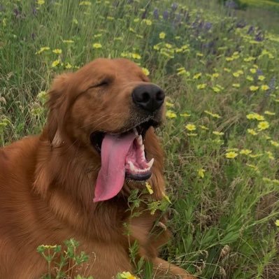 anglppypawz's profile picture. ykwtwt’s king of supplements + older brother | -15 DNF | dms always open | i block freely