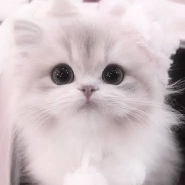 rabbit_Sweet_o0's profile picture. うさと笑えば福きたる💕🐰