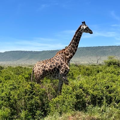 zanziv82's profile picture. Psalm 28:7