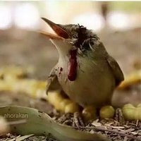 🌺مۣۗہحۣۗہمۣۗہدُ (@yuta0602555) 's Twitter Profile