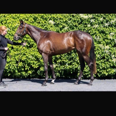 I post my Selections on the Horse racing🐎 and on UFC🥋🥊 1 point = £100