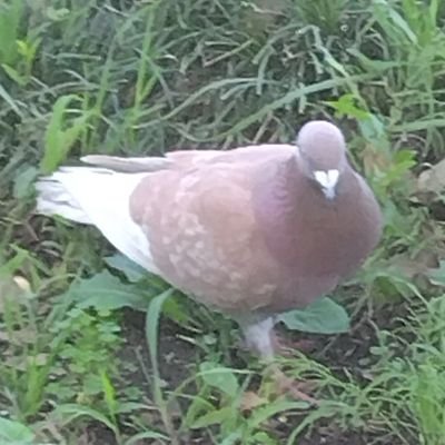 zumiy01's profile picture. 画力が欲しい