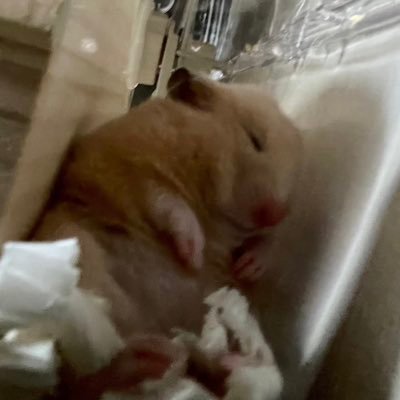 かえる