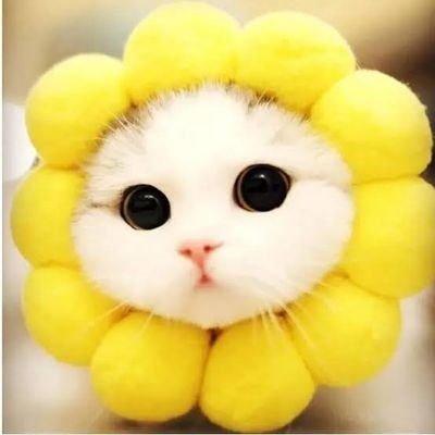 chachaR_99's profile picture. มัมหมีชาย็อต🤍🐰🌊🏡
Smiley of charlotte😃
น้องชา300%
#ชาล็อตออสติน 🤍