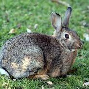 AmpaireJ56733's profile picture. WE SALE RABBITS.    CALL 0774 950786. UGANDA.