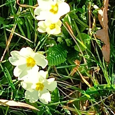 Mimi38216's profile picture. Entre possible et impossible, 2 lettres et un état d'esprit ! 
Charles de Gaulle