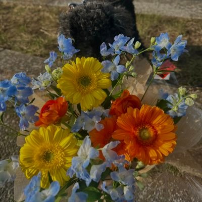 KOKORO03941118's profile picture. 