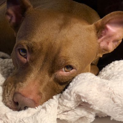 Bullish_Pitty's profile picture. Sometimes is better to be lucky than good.