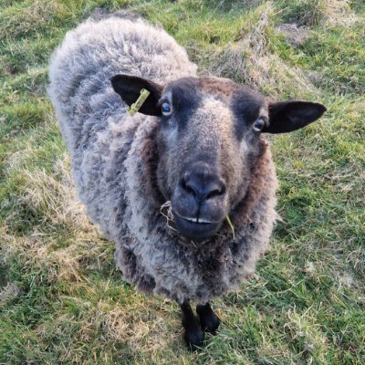 A safe haven for sheep where they can live out their full, natural lives in a peaceful, stress free environment. We are a not for profit sanctuary.