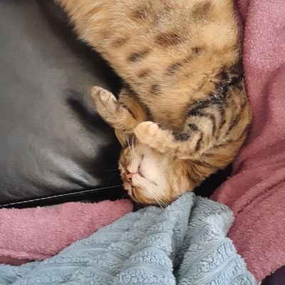 varolmazsan's profile picture. Yaşamak bir ağaç gibi tek ve hür.
                                 İzmir Bakırçay Üni | Hukuk