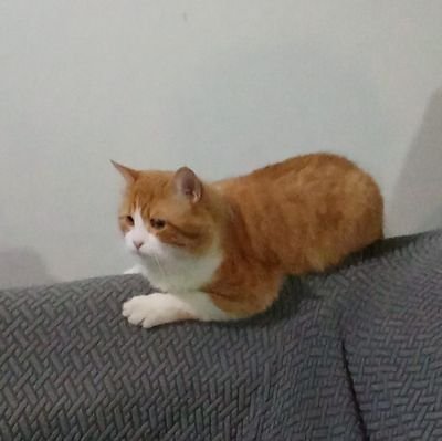 cpferminpr's profile picture. DeRodillasFrenteADIOSdePieFrenteAlMundo