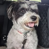 reggiewrites (@reggieswrites) 's Twitter Profile
