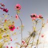 mariam_tjk's profile picture. بی اعتنا به سنگ زدن ها در این مسیر ،همچون قطار در تب و تاب عبور باش