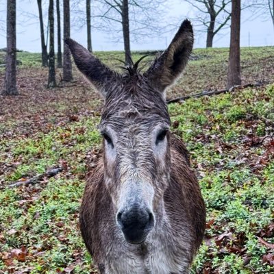 andisword's profile picture. 