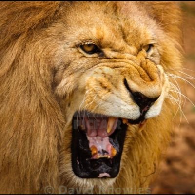 mau19040's profile picture. bicoastal love family and ⚽️