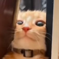 sillylynx (@sillylynx_) 's Twitter Profile