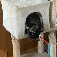 Lori C. (@calabreselc) 's Twitter Profile