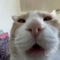Quincem 🔞 (@sapomasaje) 's Twitter Profile