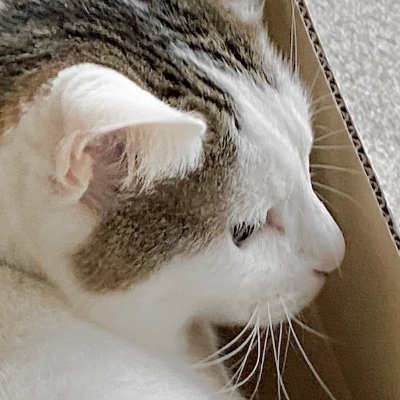 家庭菜園を荒らしまわるアライグマ(と狐)に腹を据えかねて罠免許取得。ご近所の協力も得ながら、アライグマと対決中⚔️二種とってカラスの有害鳥獣駆除もしたい… Xで諸先輩方の知恵を学ぶため&記録用にアカウントを作りました。よろしくおねがいします。 狩猟免許→罠のみ・有害鳥獣捕獲許可得済・解体・罠勉強中