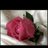 jamal2lkon's profile image