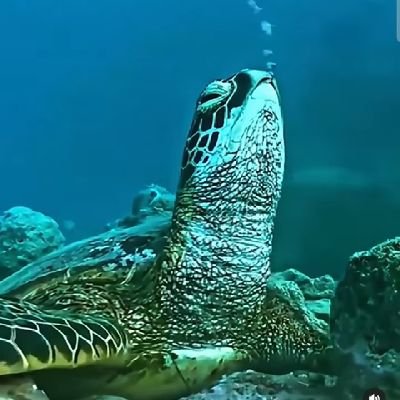 chef internacional y activista del medio ambiente, especialista en peces tóxicos y venenoso...