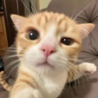 윰윰🐱🦦 (@yumsudal) 's Twitter Profile Photo