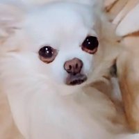 switch84178 (@switch84178) 's Twitter Profile