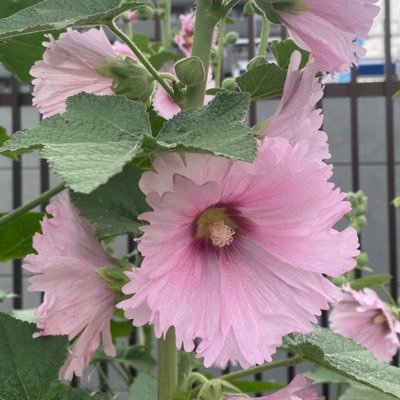 cVnPRdENKh53776's profile picture. 文系　ホワイトがいい❤︎