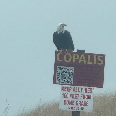 afenton31's profile picture. 