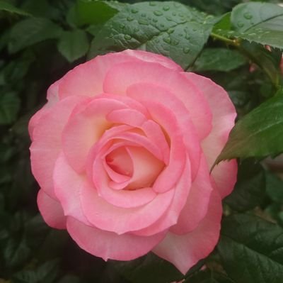 綾凰華さんに囚われの身