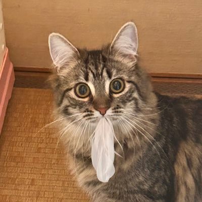 toypokeka's profile picture. 