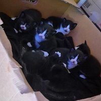 입양홍보🖤팔공산7냥이🤍 (@cutewarmkitty) 's Twitter Profile Photo