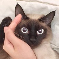 แด
แด
. (@palpitate_dd) 's Twitter Profile Photo แด
แด
. (@palpitate_dd) 's Twitter Profile Photo