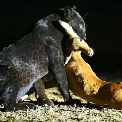 MatheGiuseppe's profile picture. King of 1_9nier,Eight V,
Living Legend, Living at Home of Legends...