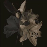 Pixy (@ipixy0) Twitter profile photo