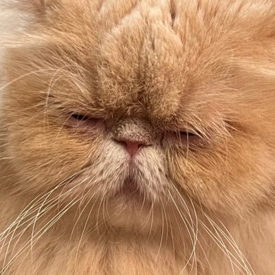 cat_unichan's profile picture. 毎日がんばるあなたへ、今日もちょっと元気になるかわいいをお届けしてます