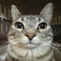 Neels Abel ๐๐ณ๏ธโ๐ (@neeelsabel) 's Twitter Profile