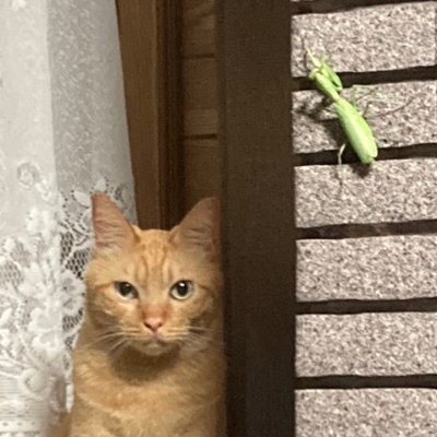 ヴィエルさんのプロフィール画像